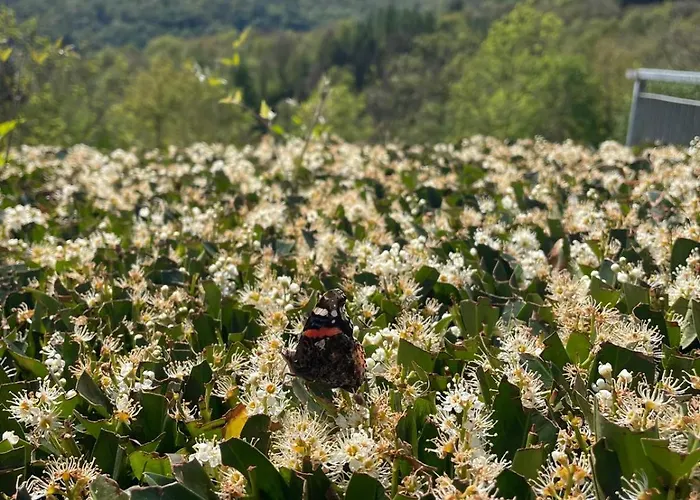 Apartment La Terrazza Sui Monti Castiglione dʼIntelvi
